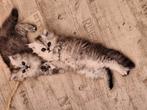 Britse langhaar kitten, Dieren en Toebehoren, Katten en Kittens | Raskatten | Langhaar, Meerdere dieren