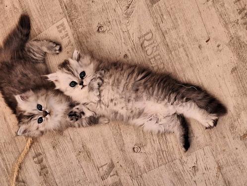 Britse langhaar kitten, Dieren en Toebehoren, Katten en Kittens | Raskatten | Langhaar, Meerdere dieren
