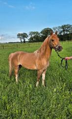 Mooie 5 jarige c-pony kinderpony, Dieren en Toebehoren, Pony's, Gechipt, Ruin, Zadelmak, 3 tot 6 jaar