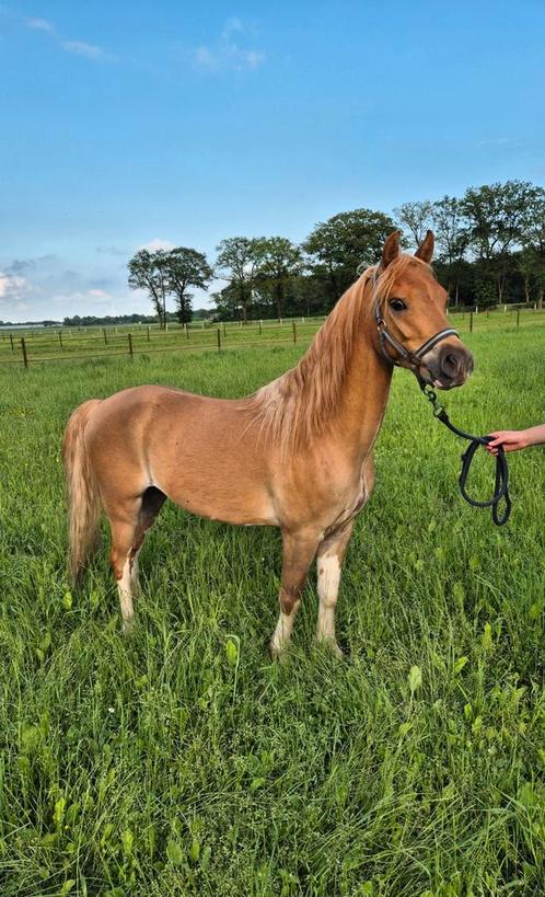 Mooie 5 jarige c-pony kinderpony, Dieren en Toebehoren, Pony's, Ruin, Zadelmak, C pony (1.27m tot 1.37m), Recreatiepony, 3 tot 6 jaar