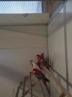 Diverse soorten rosella's, Meerdere dieren, Parkiet