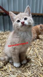 6 boerderij kittens te koop, Dieren en Toebehoren, Meerdere dieren