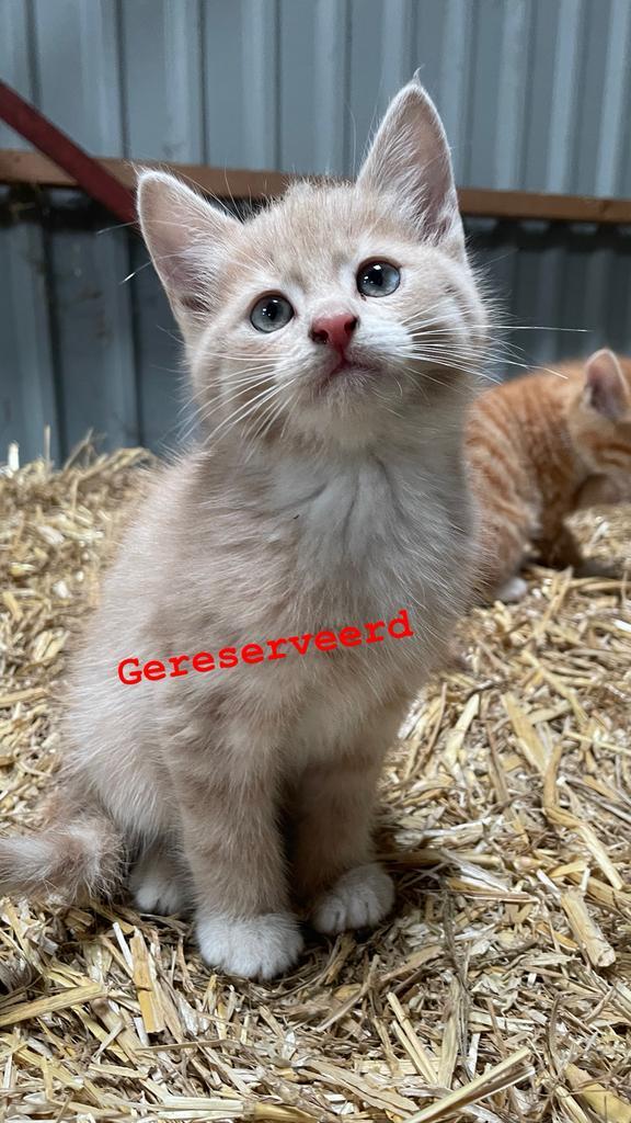 6 boerderij kittens te koop, Dieren en Toebehoren, Katten en Kittens | Overige Katten, Meerdere dieren