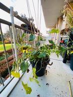 Planten in pot, Kunststof, Gebruikt, Balkon, Rond