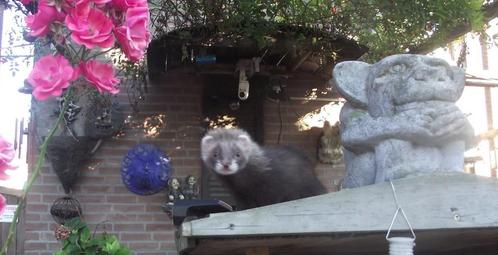angora pup/ fret/, Dieren en Toebehoren, Overige Dieren, Vrouwelijk, Juni