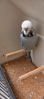 Standaard grasparkiet man Cin. Grijs. Prijs in overleg., Mannelijk, Parkiet, Geringd