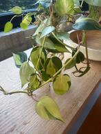 Verschillende stekjes!, Overige soorten, Minder dan 100 cm, Groene kamerplant, Halfschaduw