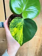 Monstera deliciosa variegata plant lemon lime electrolyte, Ophalen of Verzenden, Halfschaduw, Minder dan 100 cm