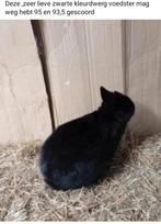 Zeer lieve dier zwart kleurdwerg voedster van 2025, Dieren en Toebehoren, Konijnen, Vrouwelijk, Dwerg