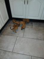 Mooie jack russel pups, Jack Russell Terriër, 8 tot 15 weken, CDV (hondenziekte), Meerdere