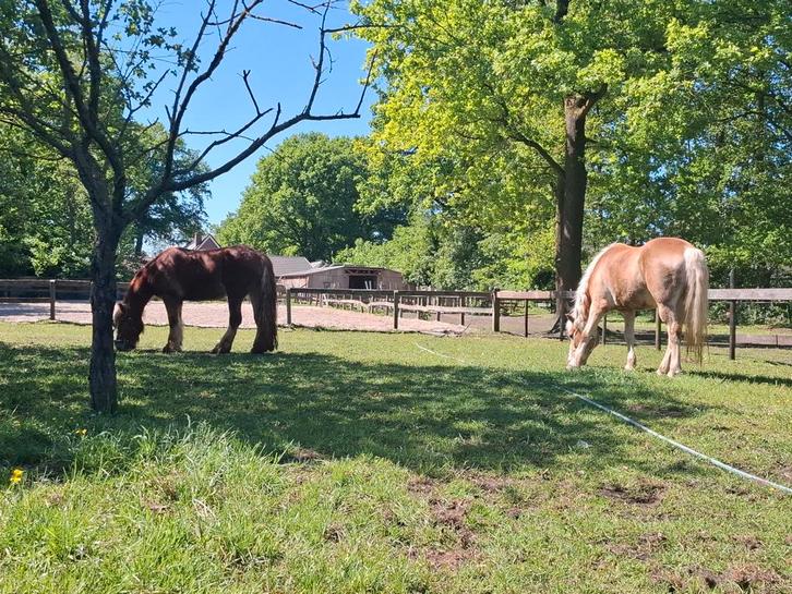 Bijrijder leaser verzorgpaard gezocht, Dieren en Toebehoren, Paarden en Pony's | Verzorgingsproducten, Ophalen