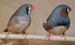 Koppel zebravinken grijs, Dieren en Toebehoren, Vogels | Overige Vogels, Meerdere dieren, Tropenvogel, Geringd
