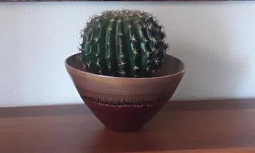 Cactus in Bordeaux/Gouden Pot beschikbaar voor biedingen