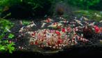 Chrystal red garnalen, Dieren en Toebehoren, Vissen | Aquariumvissen, Kreeft, Krab of Garnaal, Zoetwatervis, Schoolvis
