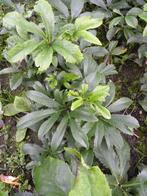 22 Helleborus Creme wit en Rose/roodachtig.., Vaste plant, Halfschaduw, Lente, Ophalen
