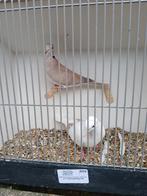 Tortelduif koppel, Dieren en Toebehoren, Meerdere dieren, Tropenvogel, Geringd