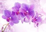 66 Paarse Orchidee Vlies Fotobehang 350x250cm in 3 maten XXL, Ophalen of Verzenden, Minder dan 10 m², Geel