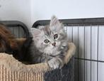 Siberische kittens, Gezond, speels en lief, Meerdere dieren, Ontwormd, 0 tot 2 jaar