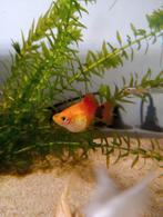 2 Mickey Mouse platy's