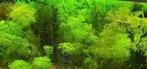 Reuzen Ambulia - limnophelia Aquatica, Dieren en Toebehoren, Vissen | Aquariumvissen, Vis