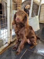 Prachtige spaniel Nella verblijft in Cyprus, Dieren en Toebehoren, Honden | Retrievers, Spaniëls en Waterhonden, Handelaar, 1 tot 2 jaar