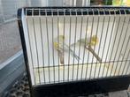 Kanaries agaat opaal geel mozaiek, Dieren en Toebehoren, Vogels | Kanaries, Meerdere dieren, Kleurkanarie