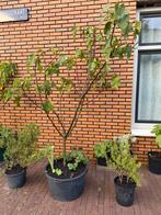 Vijgenboom Verdino 3 jaar oud 2 meter, Ophalen, Lente, Volle zon, In pot