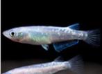 Medaka Sparkled Blue Lagoon - Koidream Valburg, Dieren en Toebehoren, Vissen | Aquariumvissen, Vis, Zoetwatervis