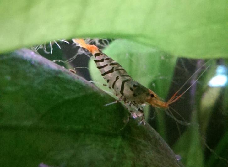 Caridina mariae supertijger, Dieren en Toebehoren, Vissen | Aquariumvissen, Zoetwatervis, Kreeft, Krab of Garnaal, Schoolvis