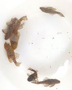 Kweekgroep L519 AncistruS, Dieren en Toebehoren, Vis