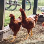 Rhode island haan, Dieren en Toebehoren, Pluimvee, Mannelijk, Kip