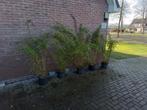 Fargesia Denudata Lancaster, niet woekerende bamboe, Ophalen, Bamboe, Struik, 250 cm of meer