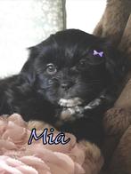 Lief en super schattig Shih Tzu boomer pupje, Overige rassen, 8 tot 15 weken, CDV (hondenziekte), Meerdere