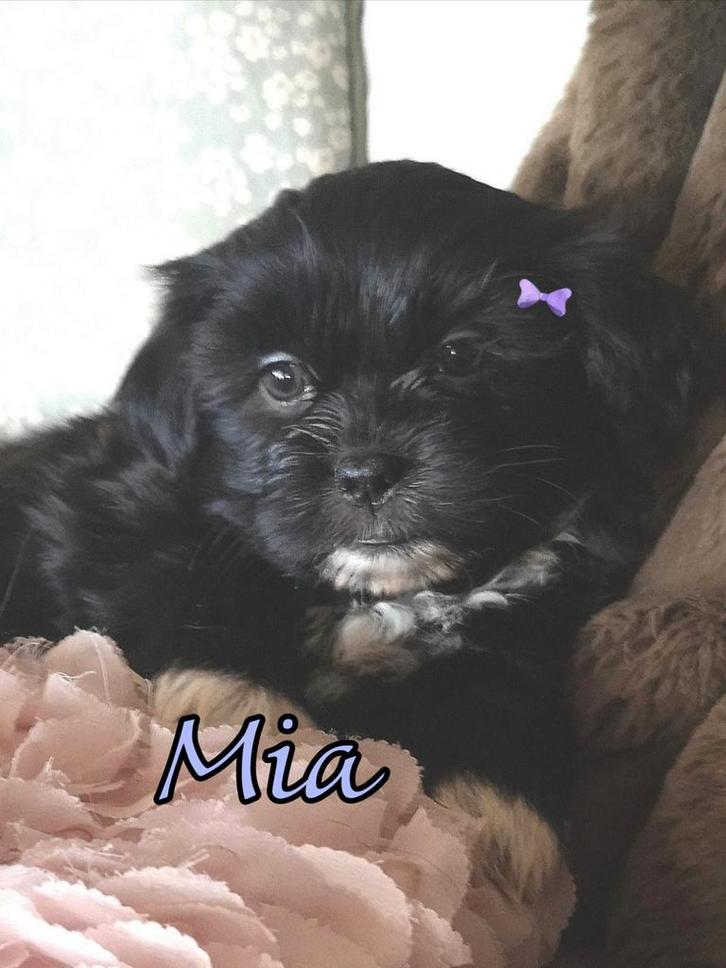 Lief en super schattig Shih Tzu boomer pupje, Dieren en Toebehoren, Honden | Chihuahua's en Gezelschapshonden, Meerdere dieren