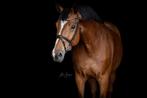 Fantastische 14 jarige merrie te koop, Dieren en Toebehoren, Paarden, Merrie, Z, 165 tot 170 cm, Dressuurpaard