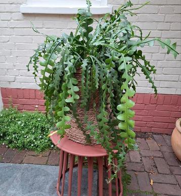 Grote zaagcactus (kamerplant) in hoge mand. beschikbaar voor biedingen