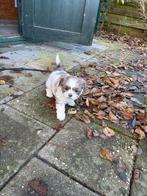 Te koop boomerpups, Dieren en Toebehoren, Honden | Chihuahua's en Gezelschapshonden, Maltezer, Rabiës (hondsdolheid), 8 tot 15 weken