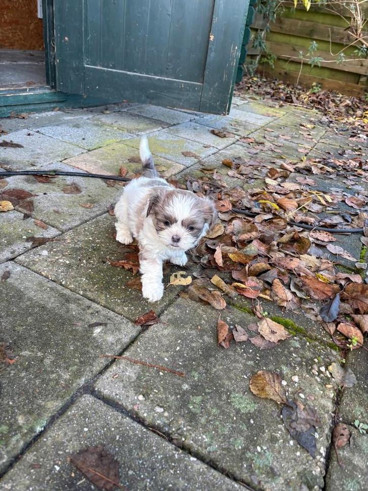 Te koop boomerpups, Dieren en Toebehoren, Honden | Chihuahua's en Gezelschapshonden, Meerdere dieren, Maltezer, Fokker | Hobbymatig