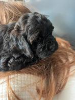 F1 Cockapoo Pups. Amerikaanse Cockerspaniël Poedel Kruising, Dieren en Toebehoren, Honden | Retrievers, Spaniëls en Waterhonden