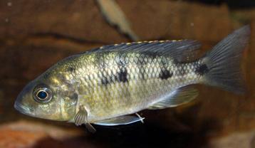 6 protomelas spilonotus tanzania vrouwen. beschikbaar voor biedingen