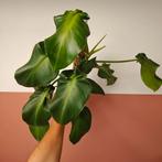 Philodendron Rugosum Aberrant Form, Overige soorten, Minder dan 100 cm, Groene kamerplant, Halfschaduw