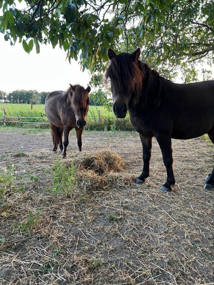 Stalling gezocht voor mijn twee shetjes., Dieren en Toebehoren, Stalling en Weidegang, Stalling, Weidegang, 2 of 3 paarden of pony's
