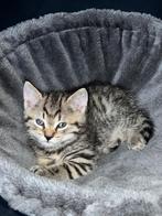 Half Brits half Europese korthaar kittens, Dieren en Toebehoren, Katten en Kittens | Raskatten | Korthaar, Geslacht onbekend, Ontwormd