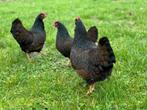 Barnevelder kriel kippen, Dieren en Toebehoren, Pluimvee, Vrouwelijk, Kip