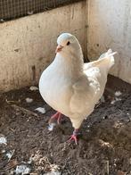Kingduiven doffers wit en rood, Dieren en Toebehoren, Vogels | Duiven, Meerdere dieren