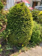 Gratis! Vandaag ophalen! Taxus ong 1,5meter hoog, Ophalen of Verzenden, Taxus