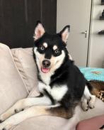 Lieve pomsky 1,5 jaar oud zoekt nieuw 5sterre huisje, Reu, 1 tot 2 jaar, Poolhond, Eén hond
