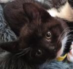 Lieve vrouwtjes kitten zoekt gouden huisje., Dieren en Toebehoren, Katten en Kittens | Overige Katten, Poes, Kortharig, 0 tot 2 jaar