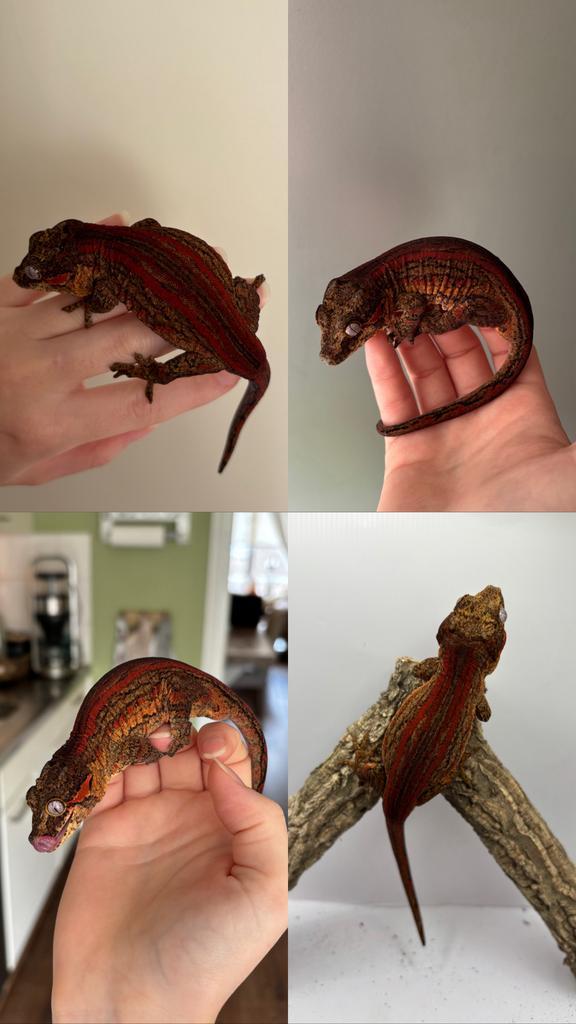 1.0 Gargoyle man, Dieren en Toebehoren, Reptielen en Amfibieën, Hagedis, 0 tot 2 jaar, Tam