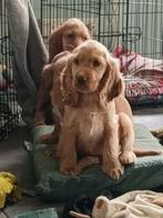 Engelse Cocker spaniël pups, Dieren en Toebehoren, CDV (hondenziekte), 8 tot 15 weken, Meerdere, Meerdere dieren